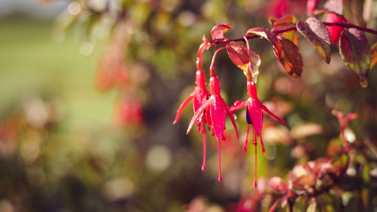 Flowers.