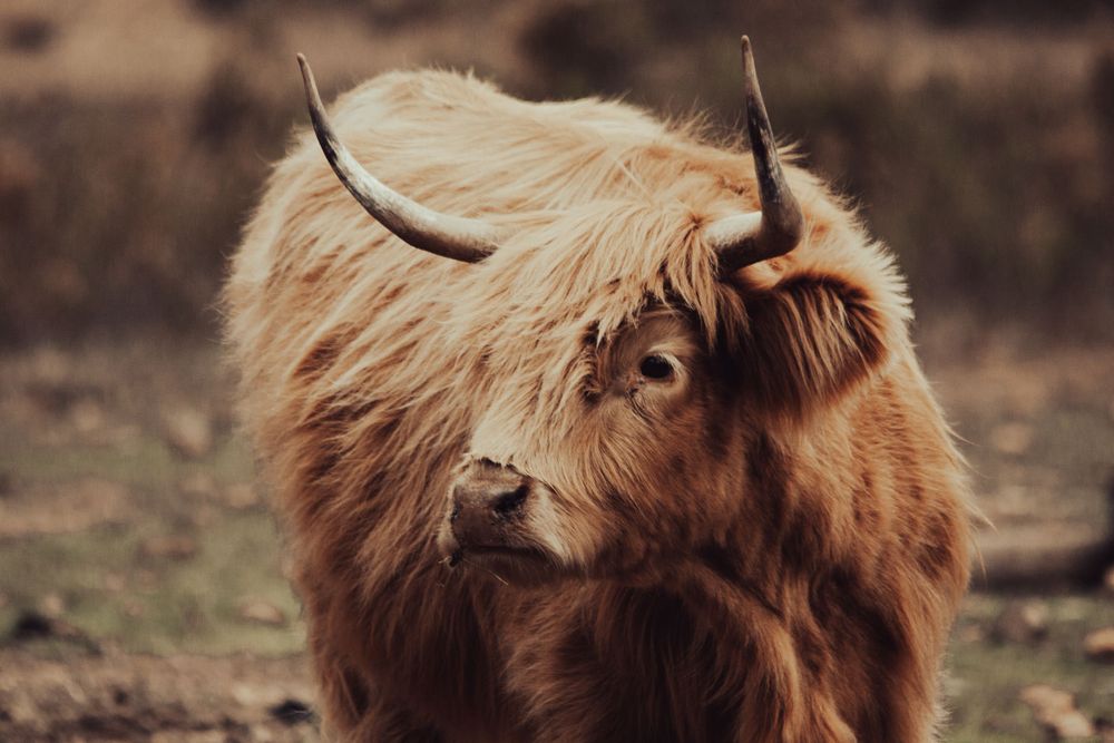 highland cow