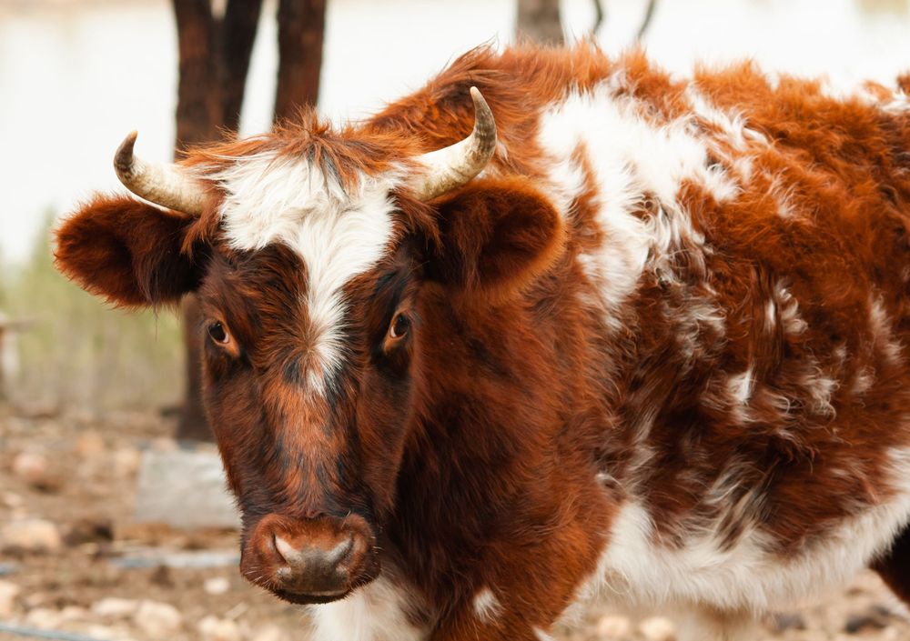 highland cow