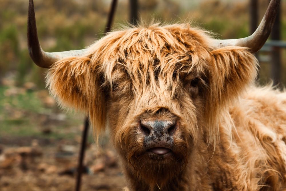 highland cow head