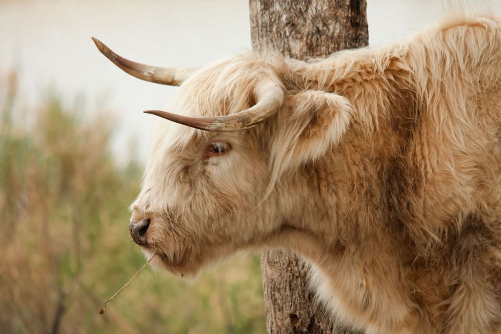 highland cow