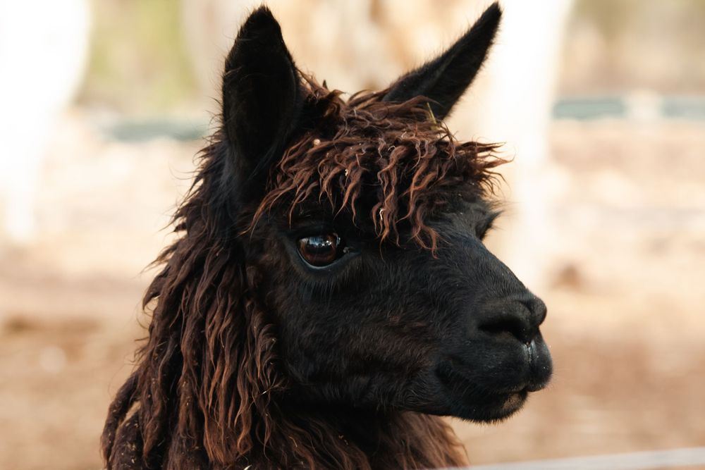 black alpaca