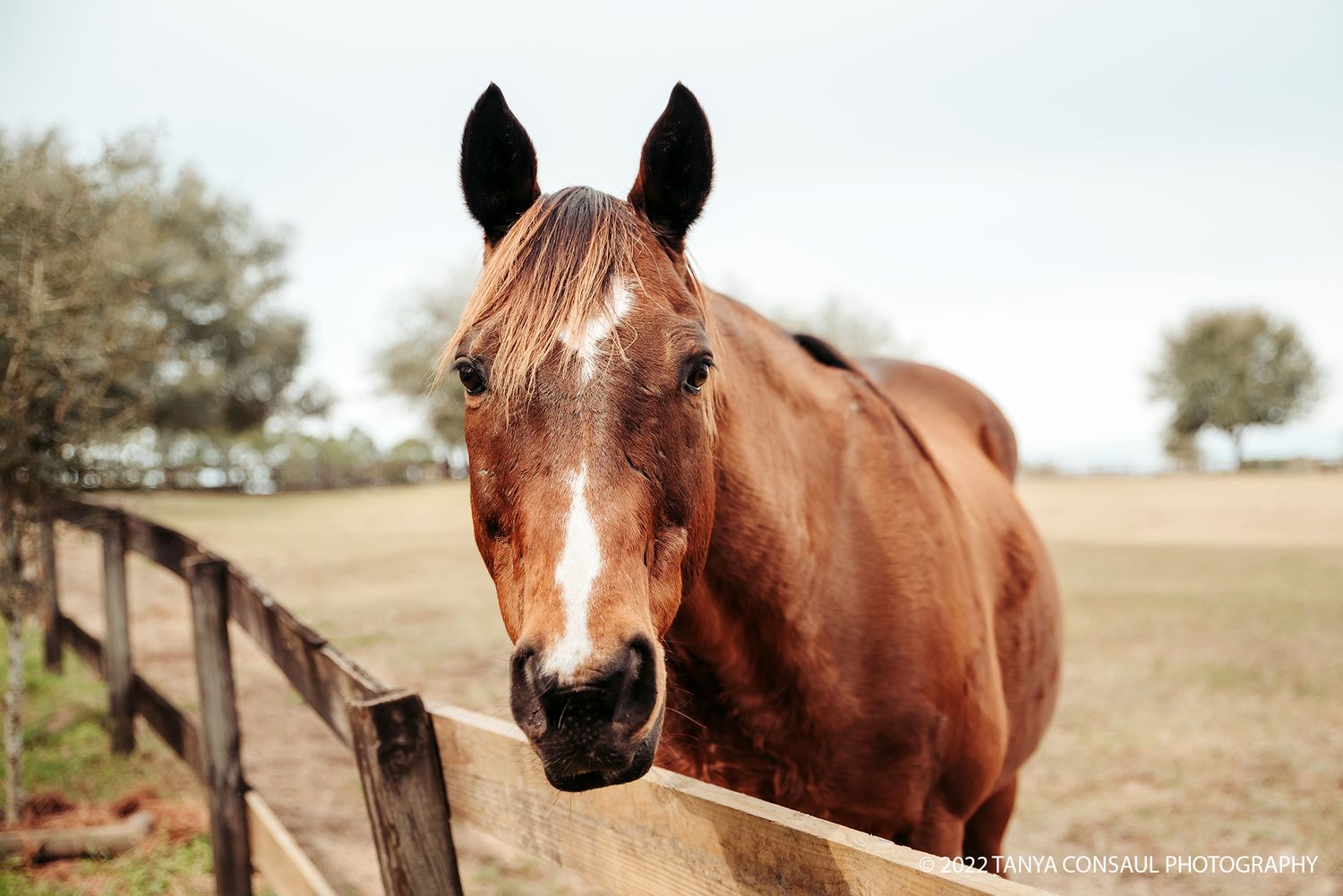 Pet photography equipment