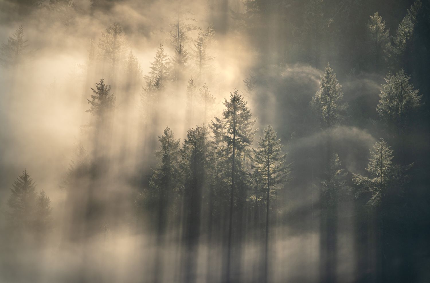 Sunlight streams through morning mist in a coniferous forest creating dramatic rays through the fog and trees.