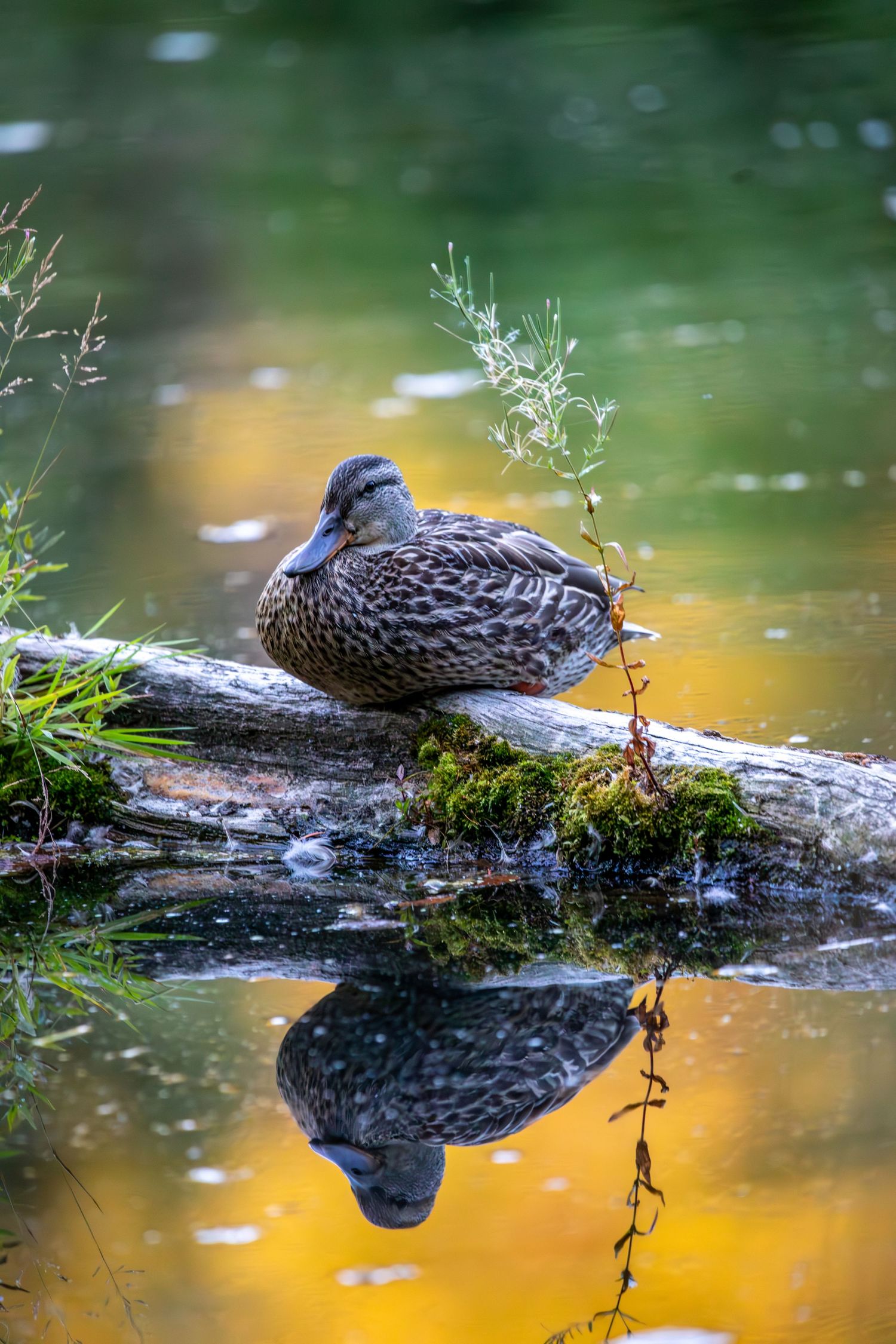 Female mallard duck rests on a mossy log over calm water creating a perfect reflection.