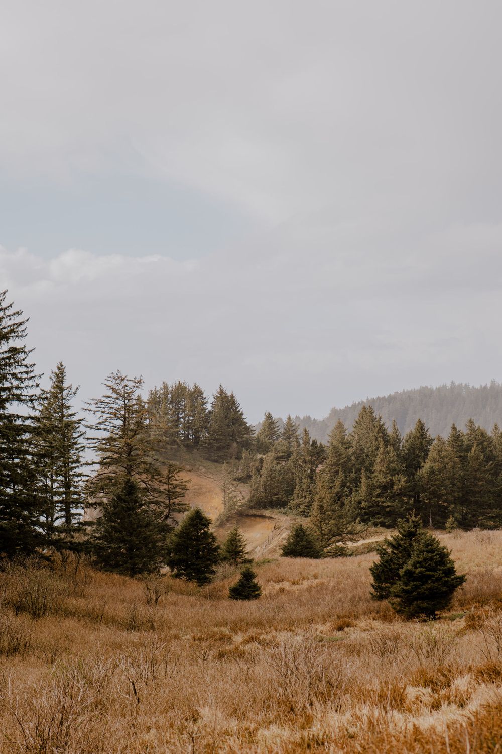 Yellow grassy field with pine trees and fog