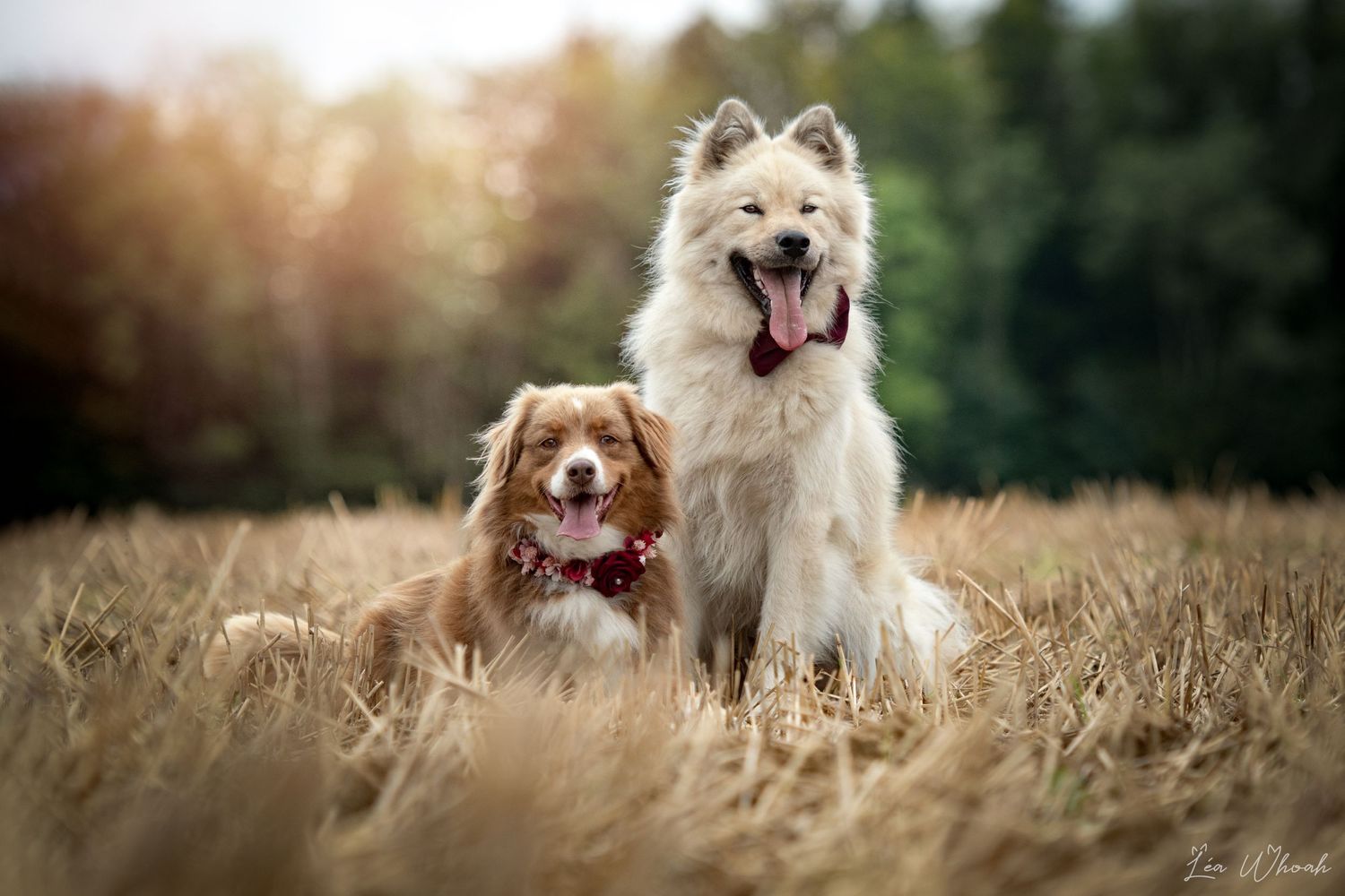 chiens heureux chien eurasier berger australien séance photo shooting photo
