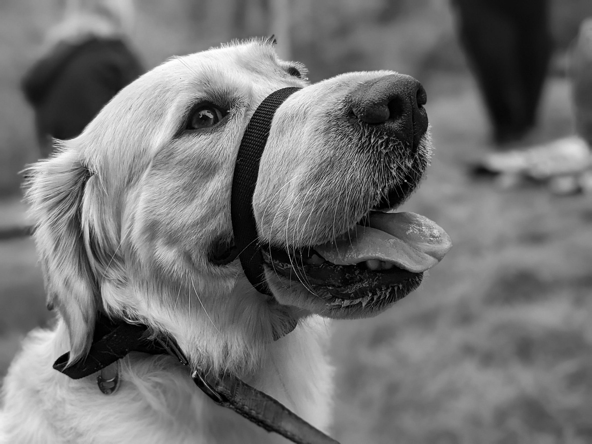 Family Dog