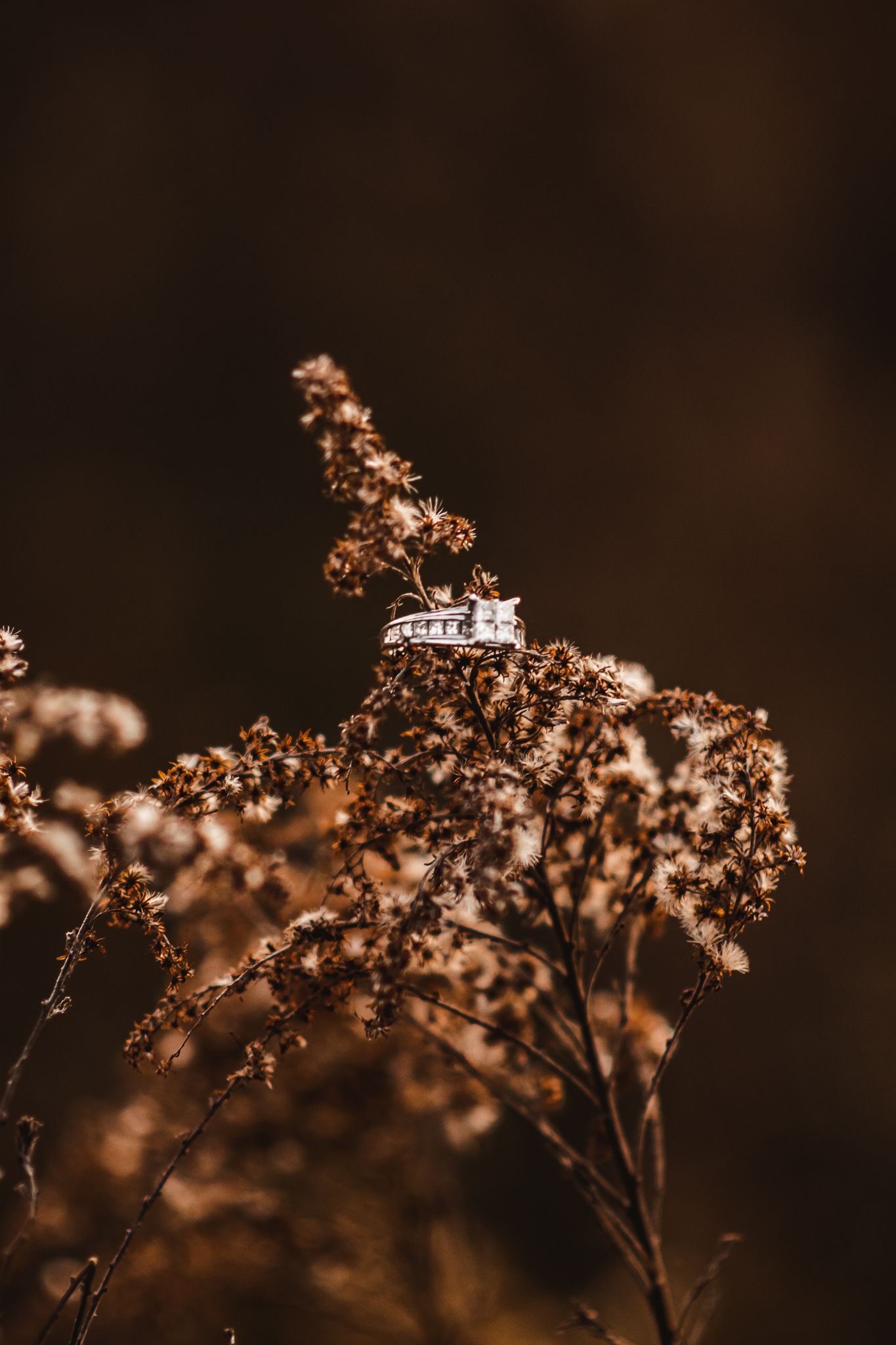 Diamond engagement ring perched on dried autumn flowers in golden light.