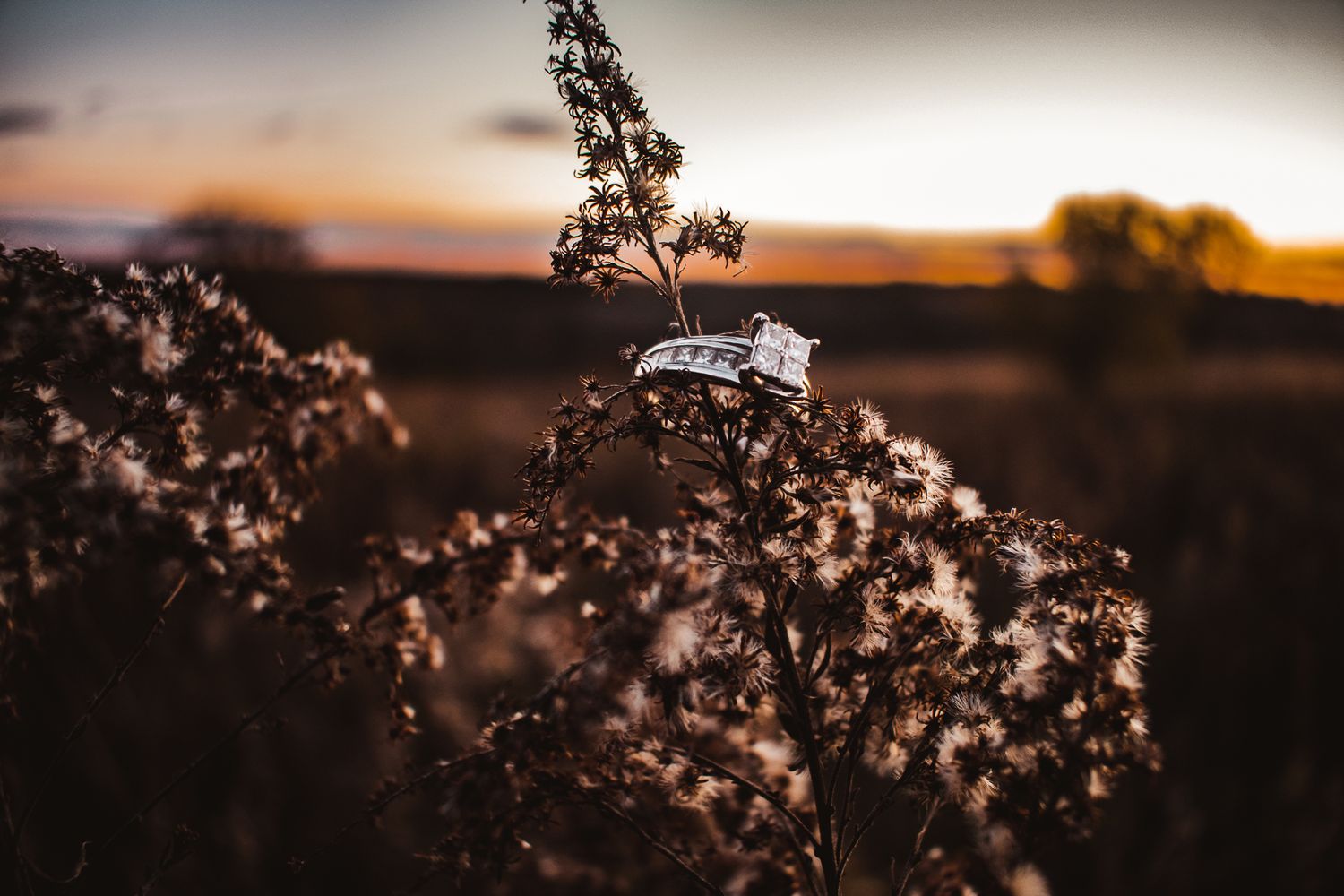 Engagement ring silhouetted against sunset on dried plant stem.