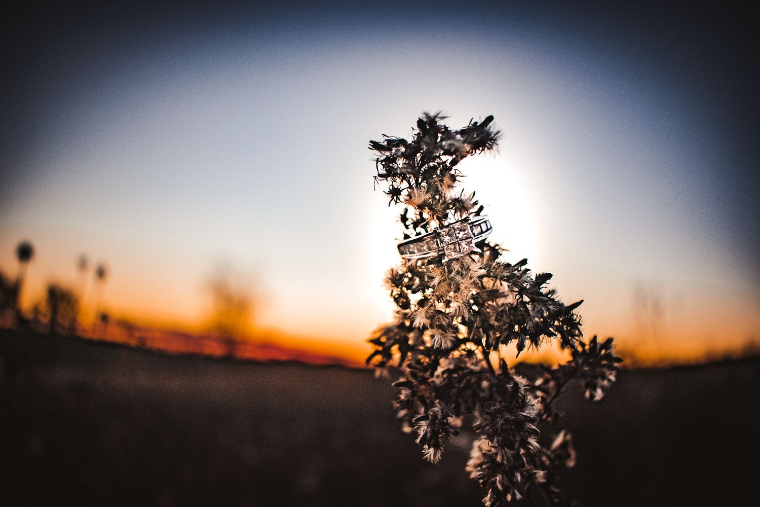 Silhouette of dried flower against vibrant sunset sky.