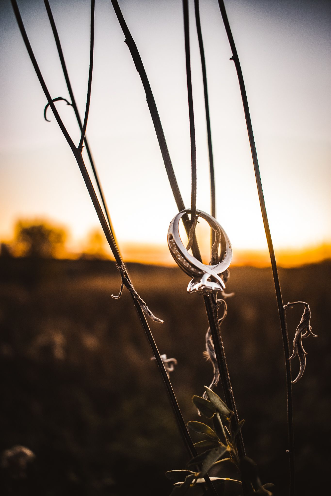 Wedding rings hanging on plant stem against golden sunset background.