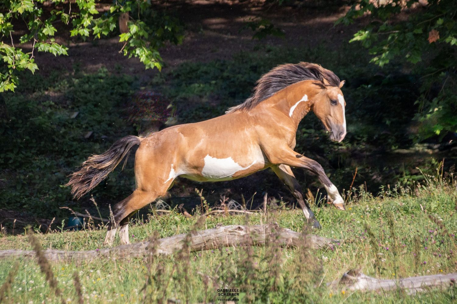 cheval Gabrielle Scherrer Photographie
