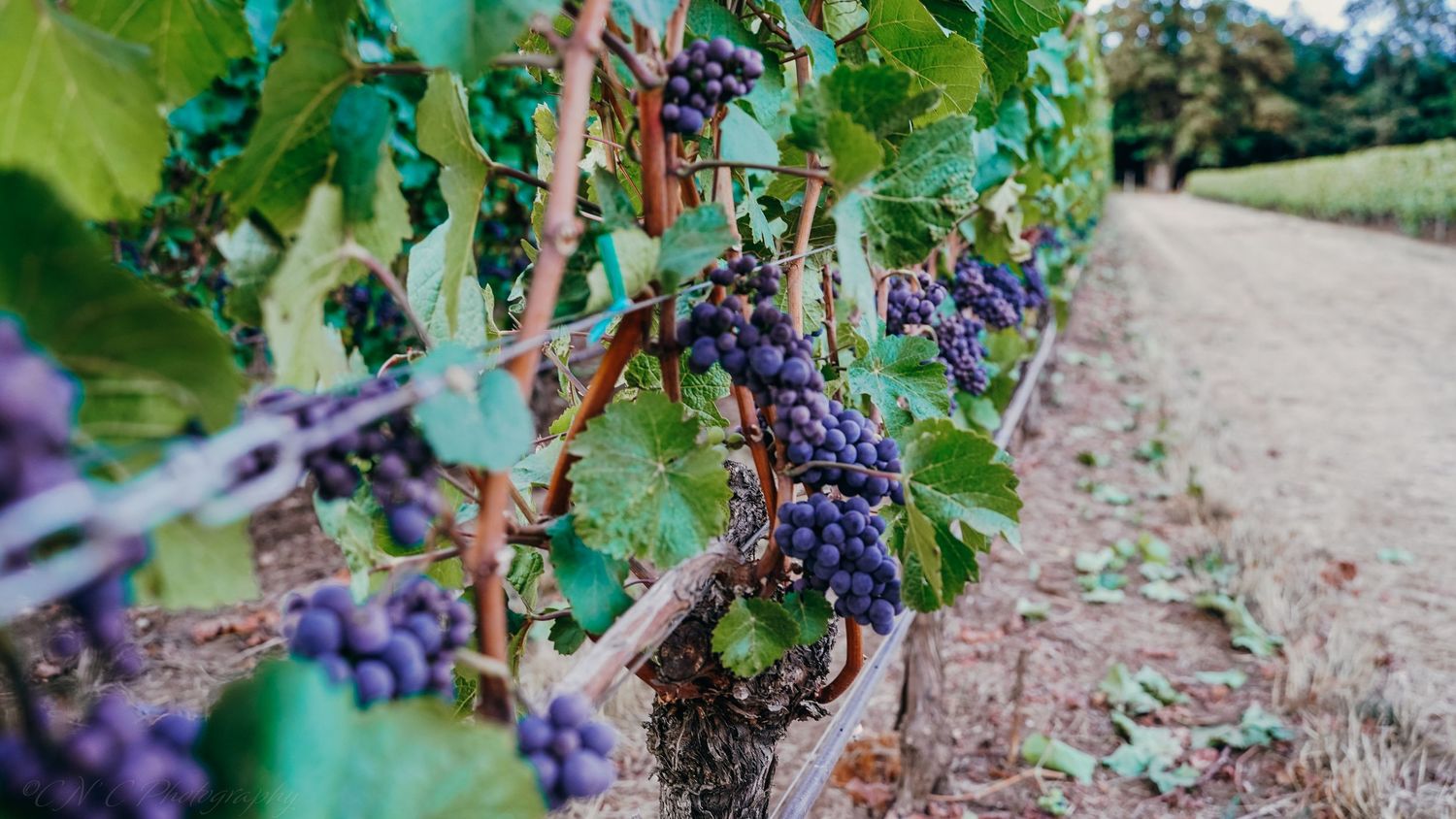 Close-up of ripe purple wine grapes growing on vines in a vineyard.