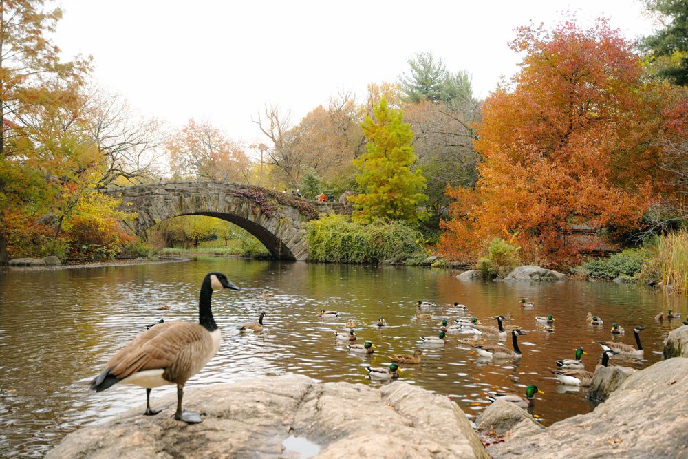 Geese gathered near a stone bridge over a pond with vibrant fall colors reflecting in the water.