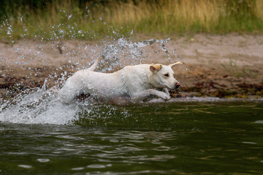 Hund fotograf i Stockholm, Sternlind Photo, Jennifer Sternlind, Fotograf i stockholm. Hund fotograf, hundfotografering,
