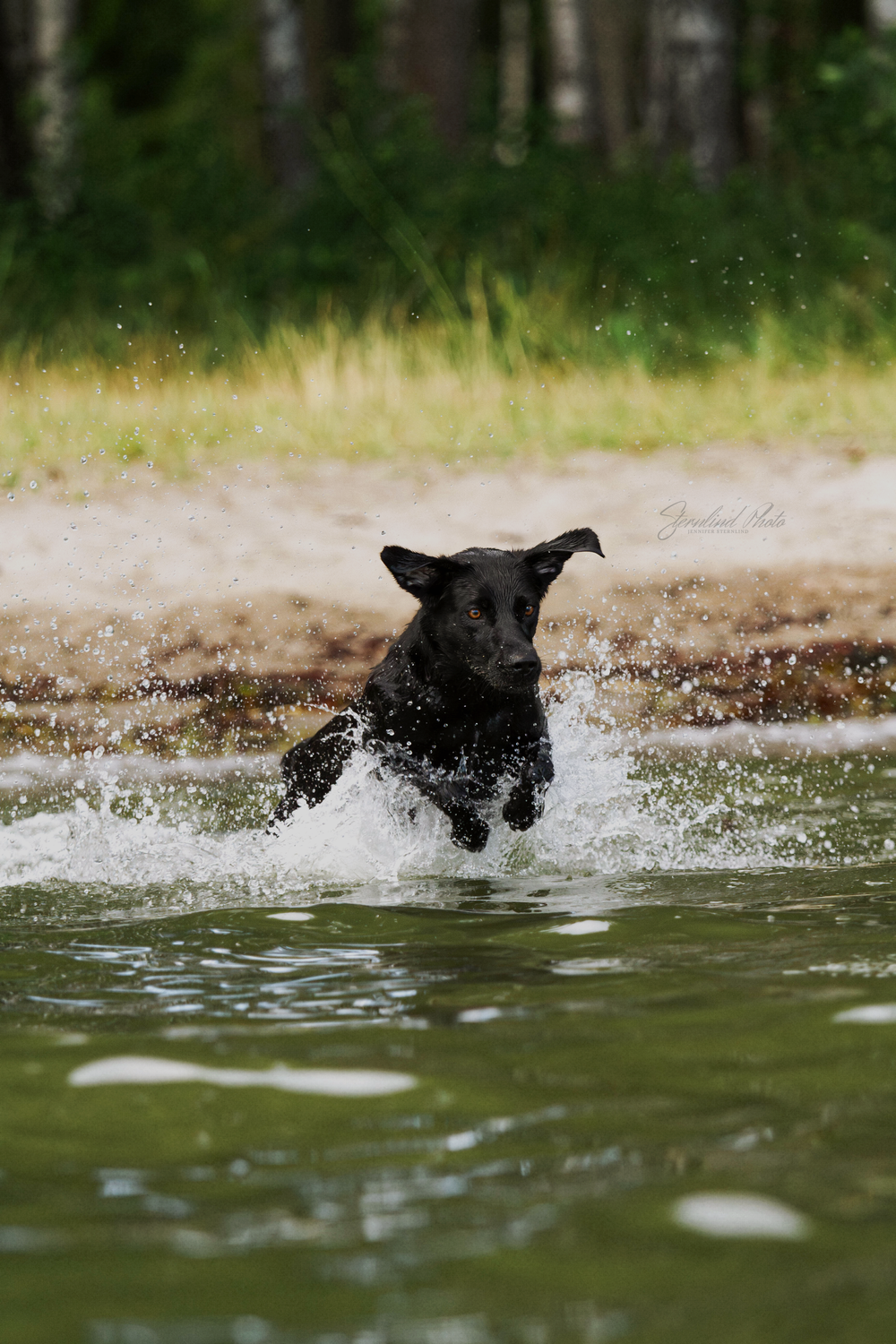Hund fotograf i Stockholm, Sternlind Photo, Jennifer Sternlind, Fotograf i stockholm. Hund fotograf, hundfotografering,