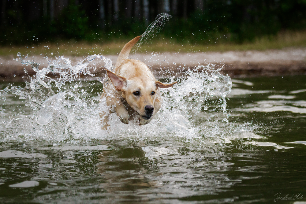 Hund fotograf i Stockholm, Sternlind Photo, Jennifer Sternlind, Fotograf i stockholm. Hund fotograf, hundfotografering,
