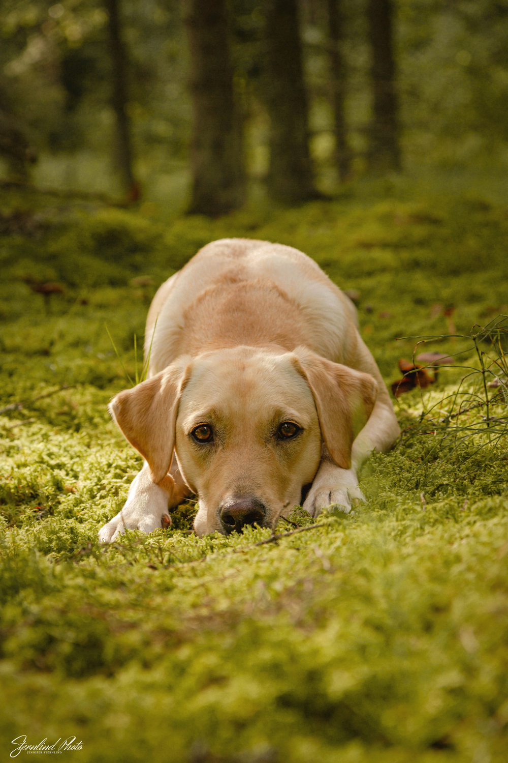 Hund fotograf i Stockholm, Sternlind Photo, Jennifer Sternlind, Fotograf i stockholm. Hund fotograf, hundfotografering,
