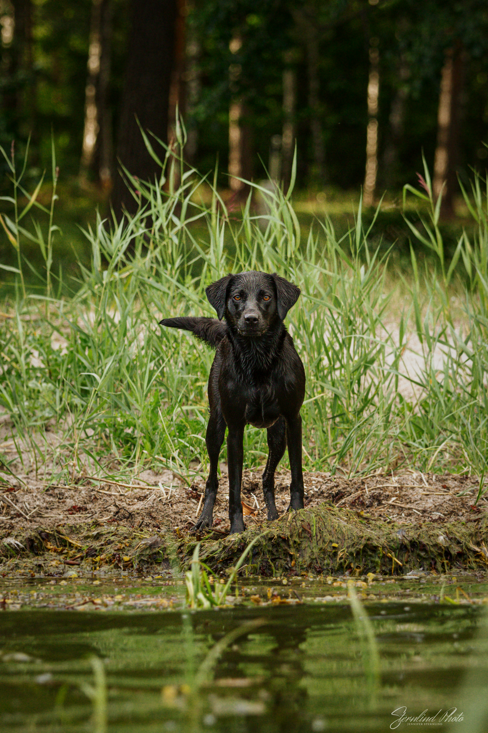 Hund fotograf i Stockholm, Sternlind Photo, Jennifer Sternlind, Fotograf i stockholm. Hund fotograf, hundfotografering,