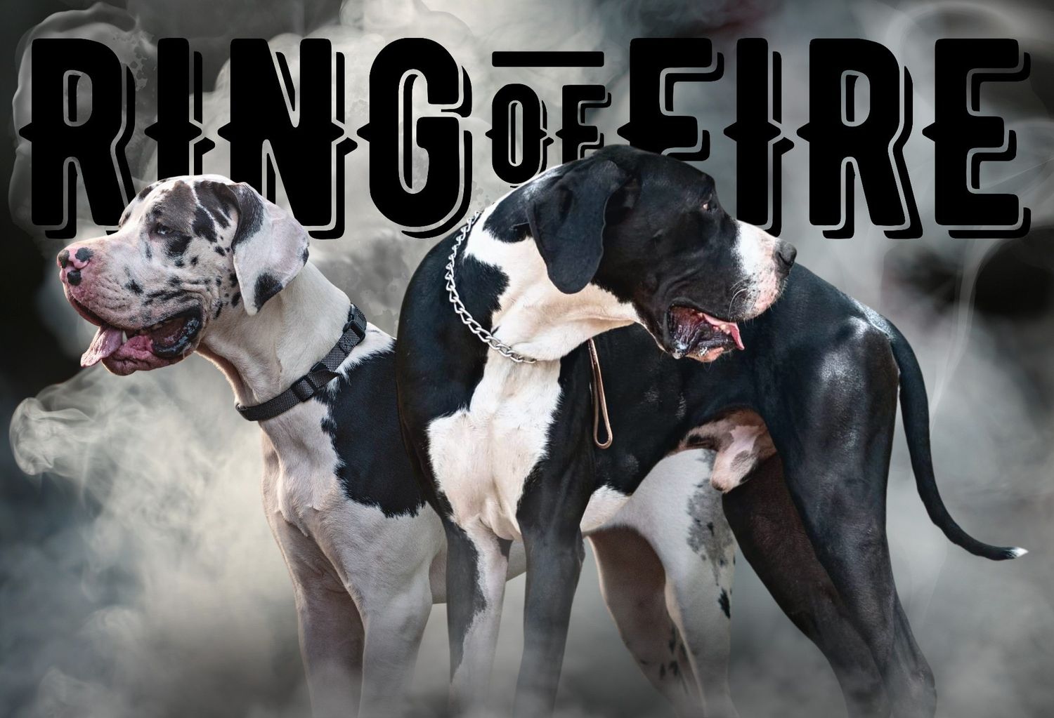 Two harlequin Great Danes pose dramatically with a Ring of Fire graphic backdrop.