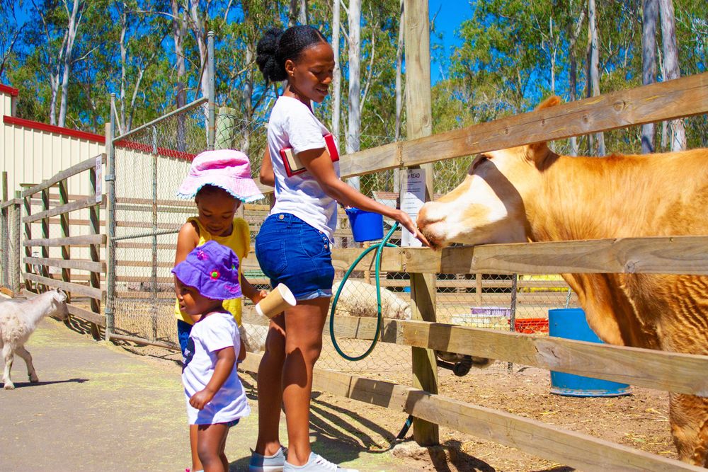 Family feeding animals at a farm enclosure on a sunny day.