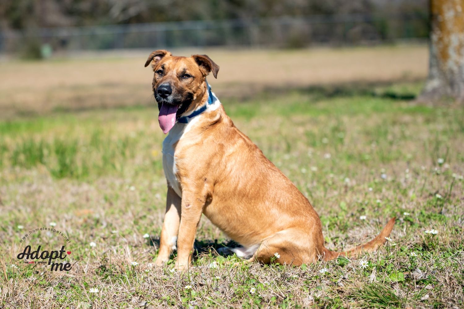 A tan and white mixed breed dog sits attentively in a grassy field wearing a blue collar.