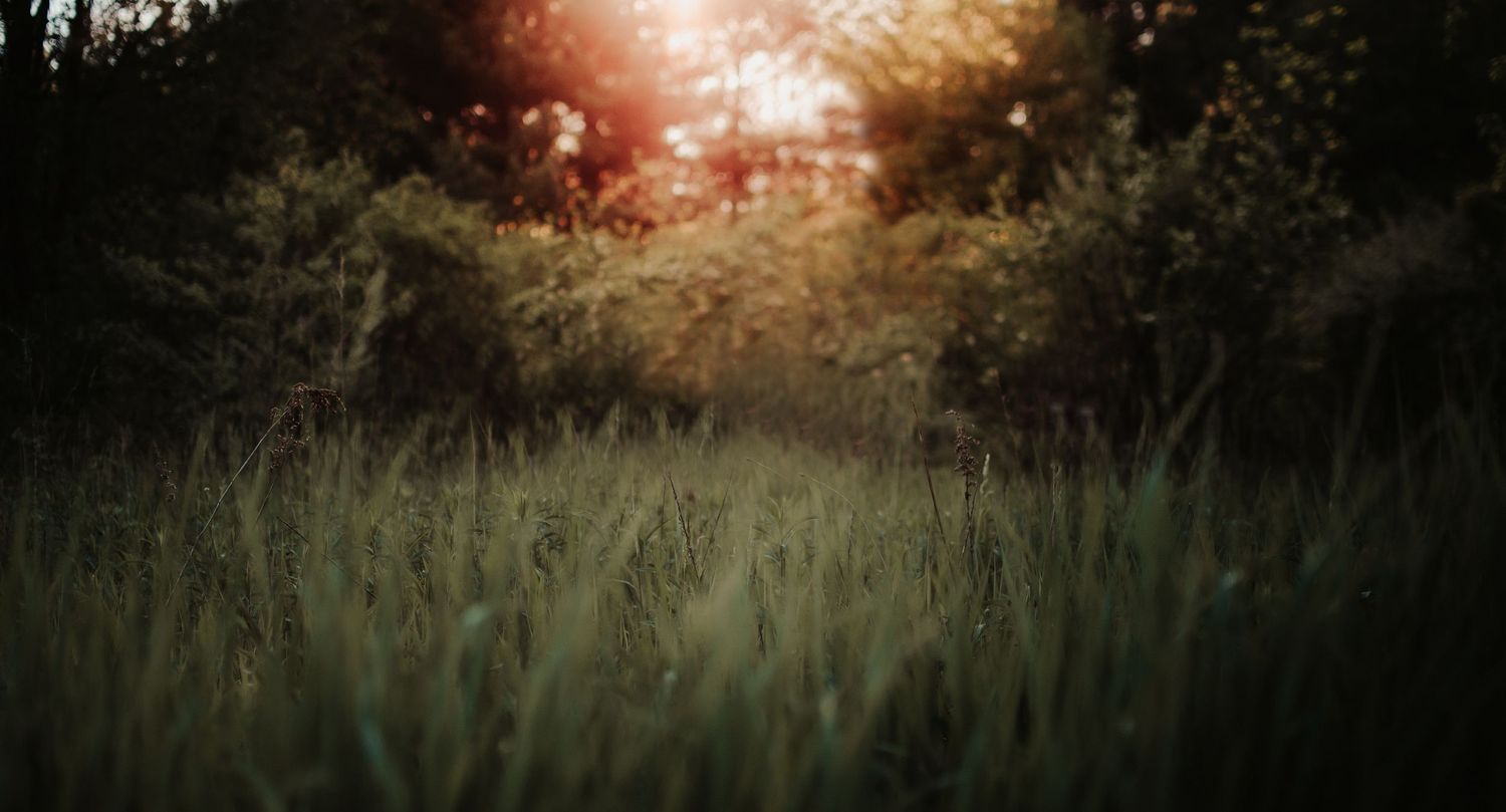 Dreamy sunset photograph through tall grass with golden light filtering through.