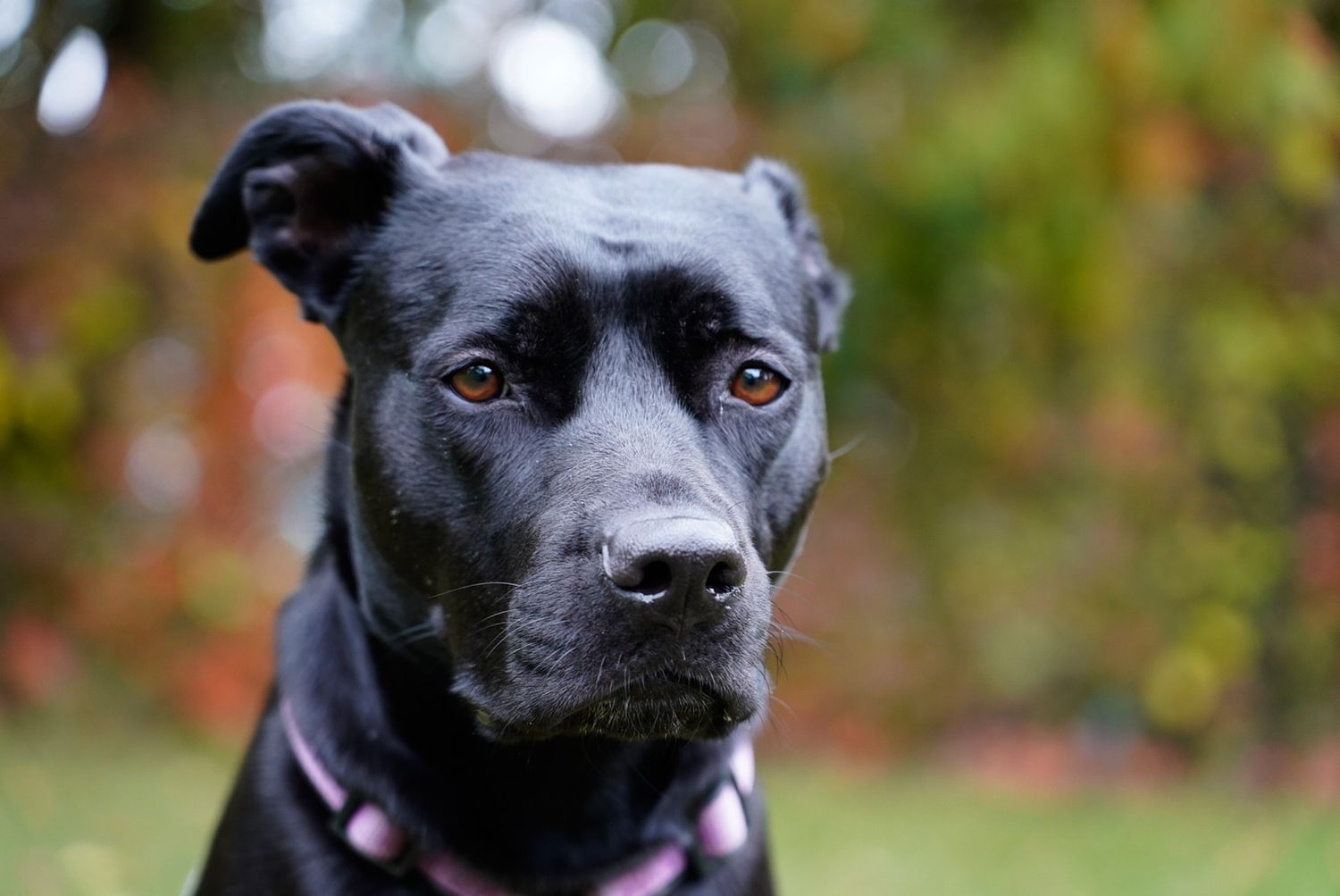 Close up portrait of a black labrador mix dog wearing a purple collar.