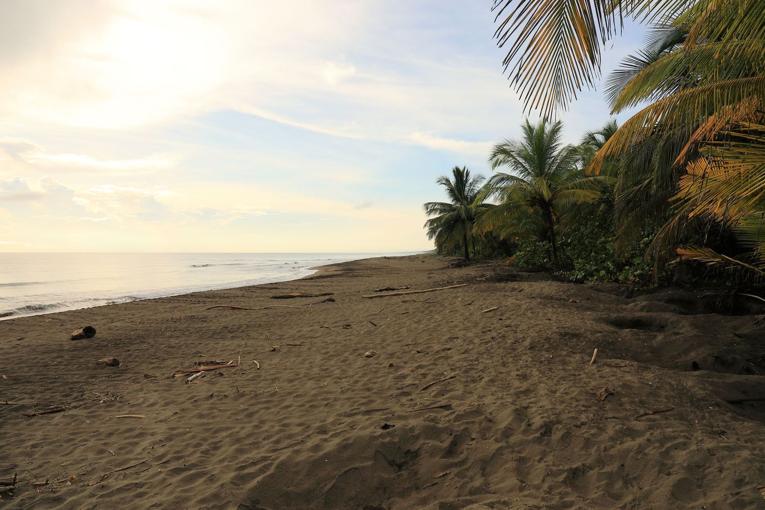 Tranquil sunset beach with palm trees lining the sandy shore and calm ocean waters.