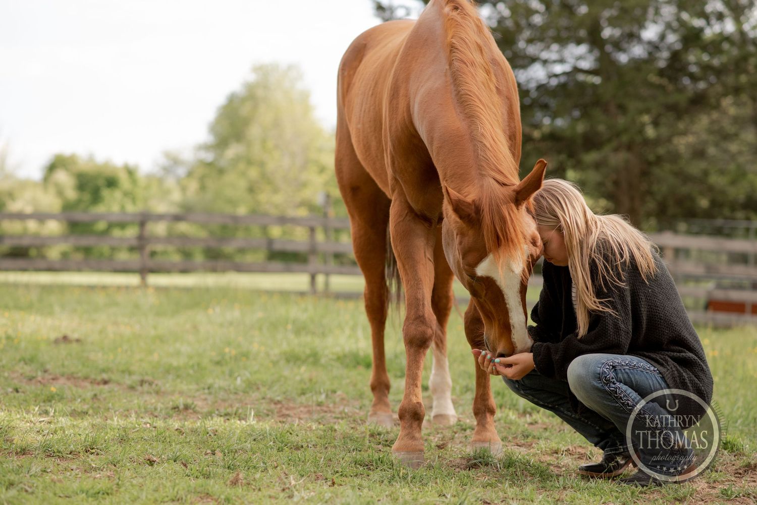 A chestnut horse interacts with someone crouching in a grassy paddock.