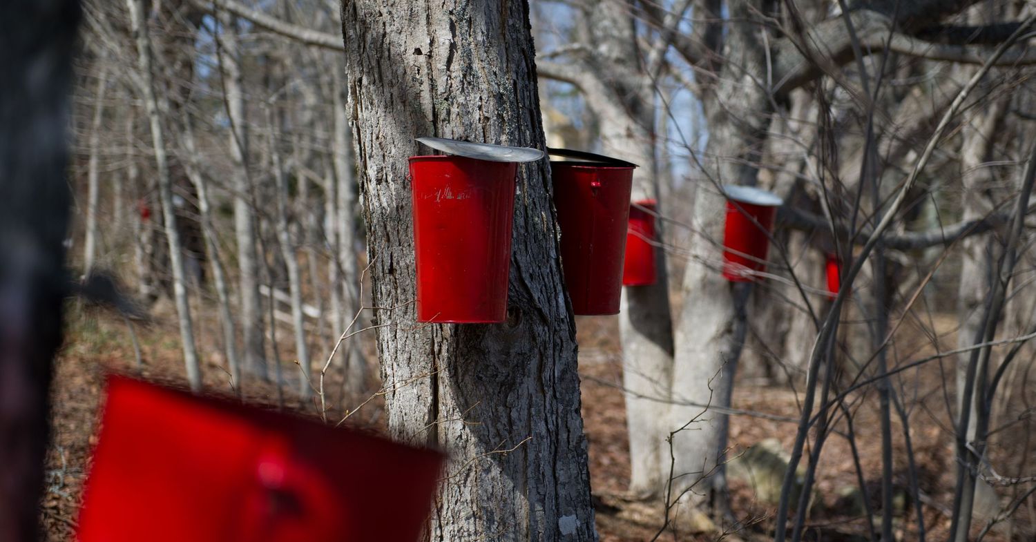 Red buckets attached to maple trees for collecting sap in a winter forest.