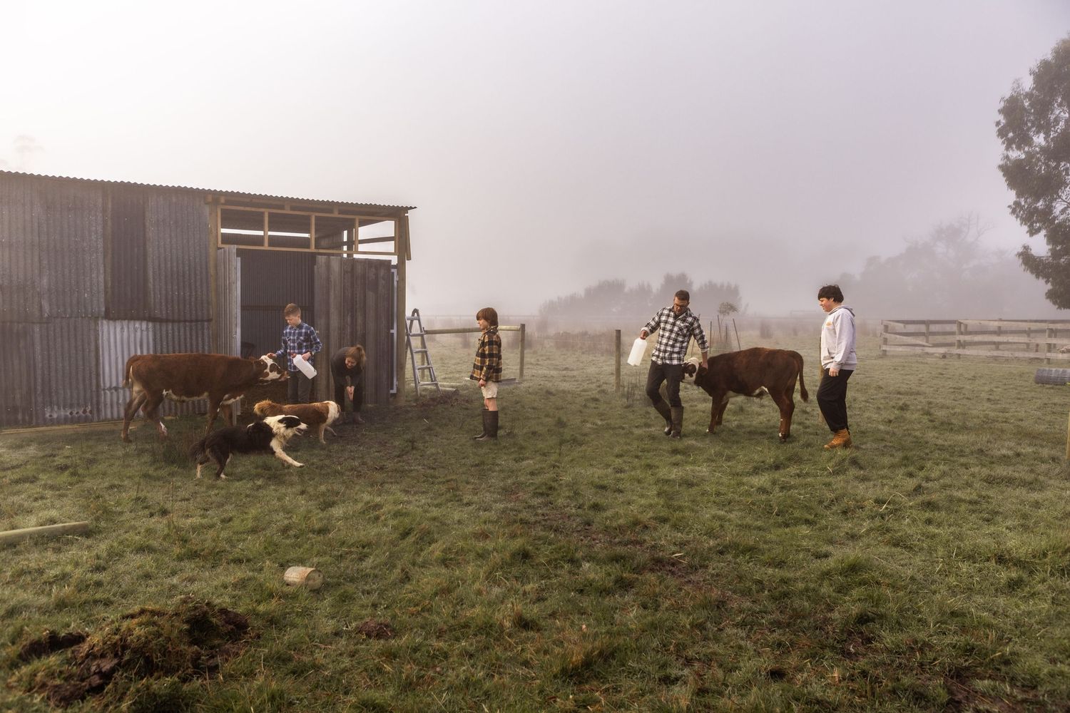 family_feeding_cows_vic,