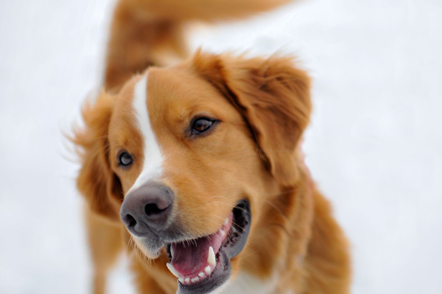 A smiling portrait of a reddish retriever mix with a white stripe down the centre of his head and nose