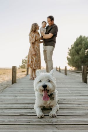 Happy white dog lying on wooden boardwalk with family in background.