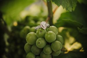 Close-up of ripening green grapes growing on vines in natural sunlight.