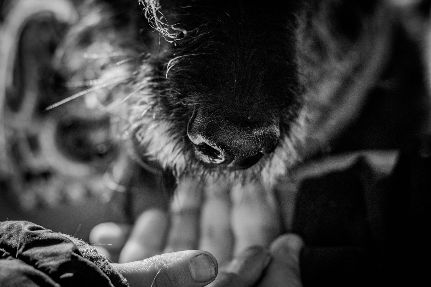 Close-up black and white photo of dog's nose touching outstretched hand.