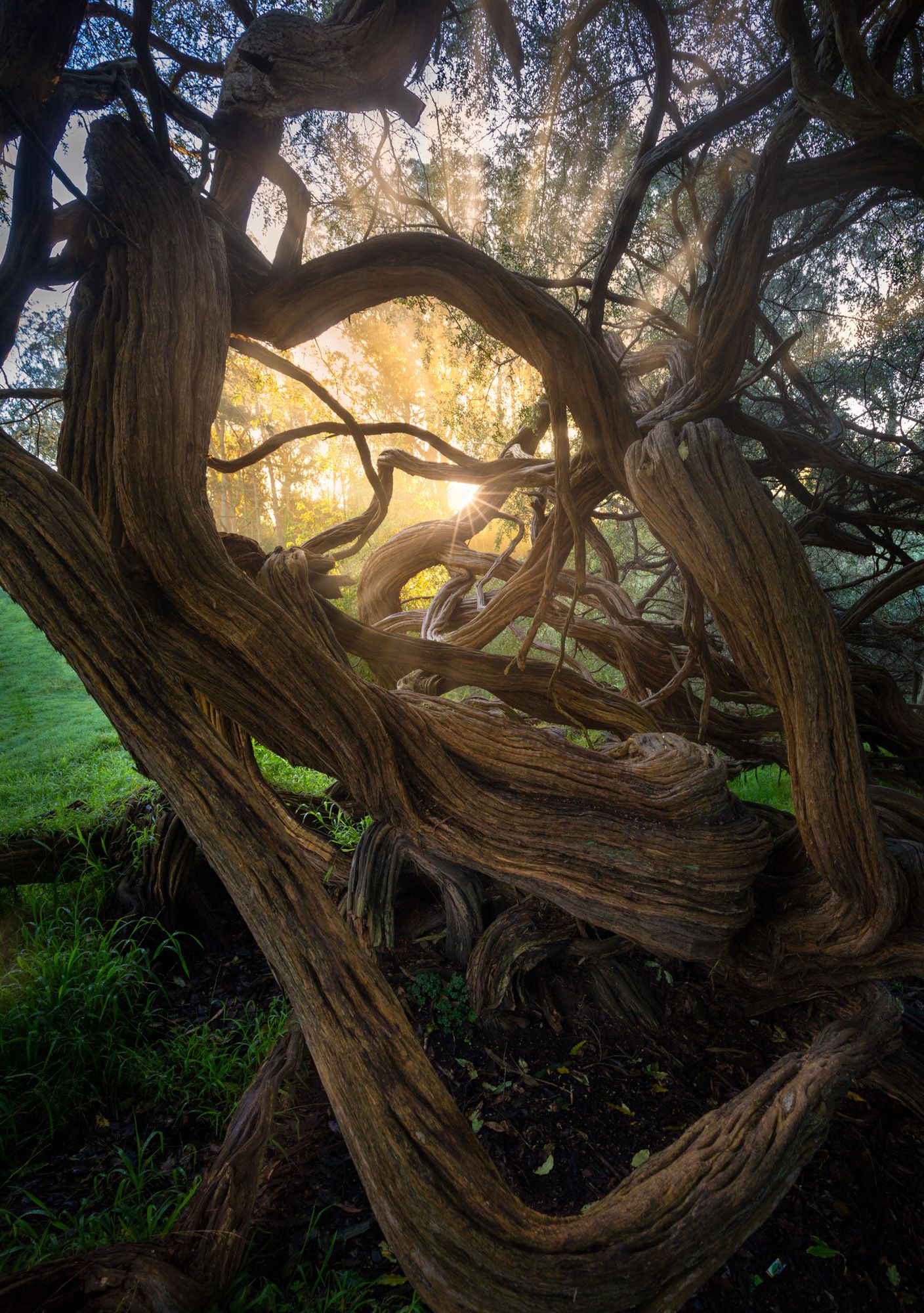 Twisted juniper tree branches frame a misty golden sunrise through a natural archway in a mystical forest setting.