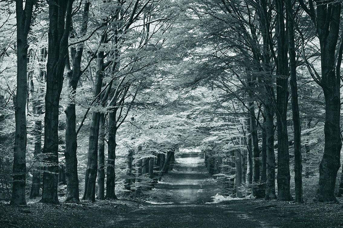 Beautiful forest view in atmospheric tones