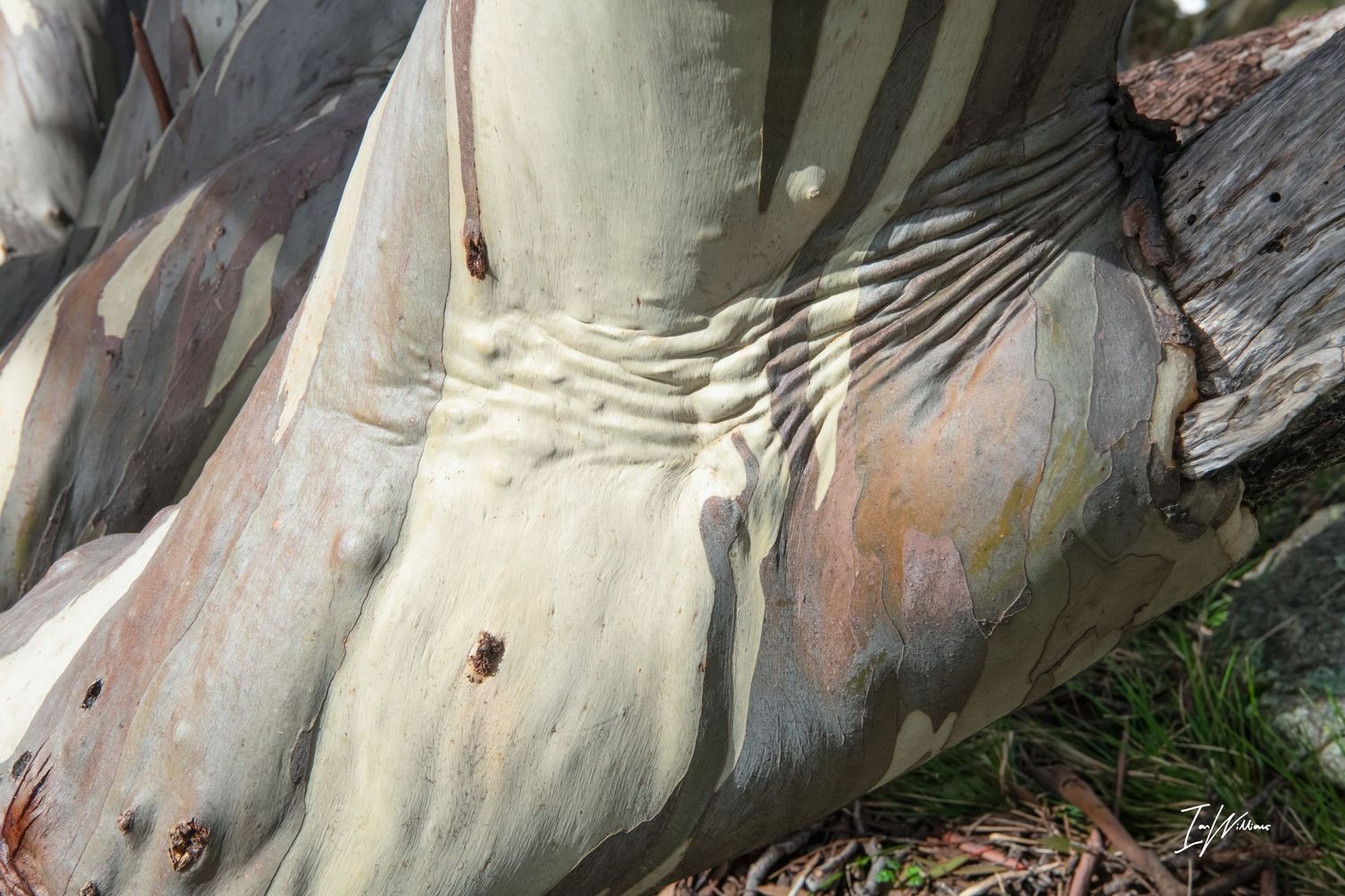 Snow gum