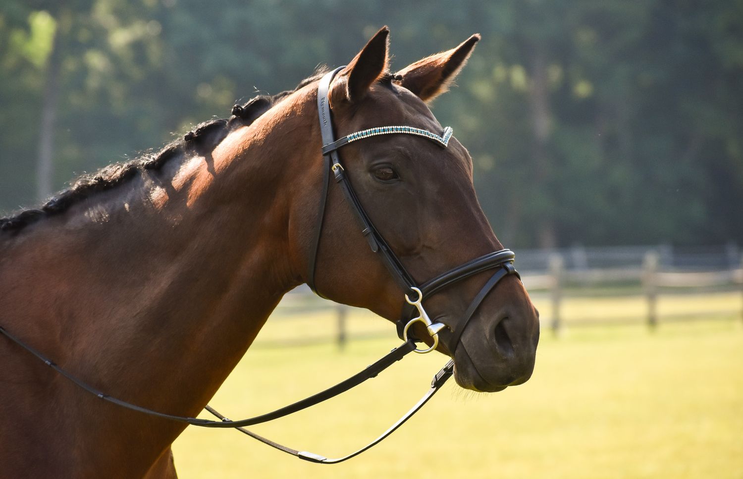 brown horse with jewels on forehead looking right