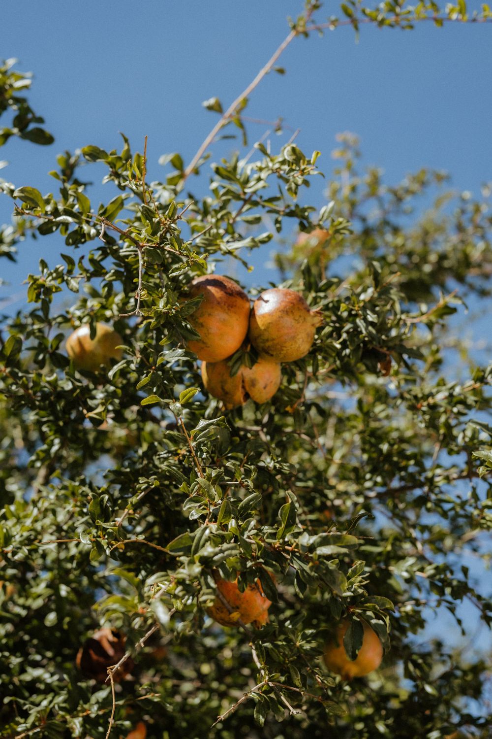 Fresh oranges growing on branches against bright blue sky in citrus orchard. Destination Wedding in Malaga, Spain.