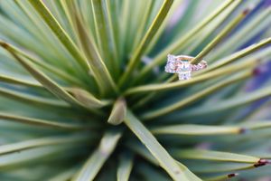 Two diamond engagement rings perched on spiky green succulent leaves creating artistic macro photography composition for lesbian wedding.