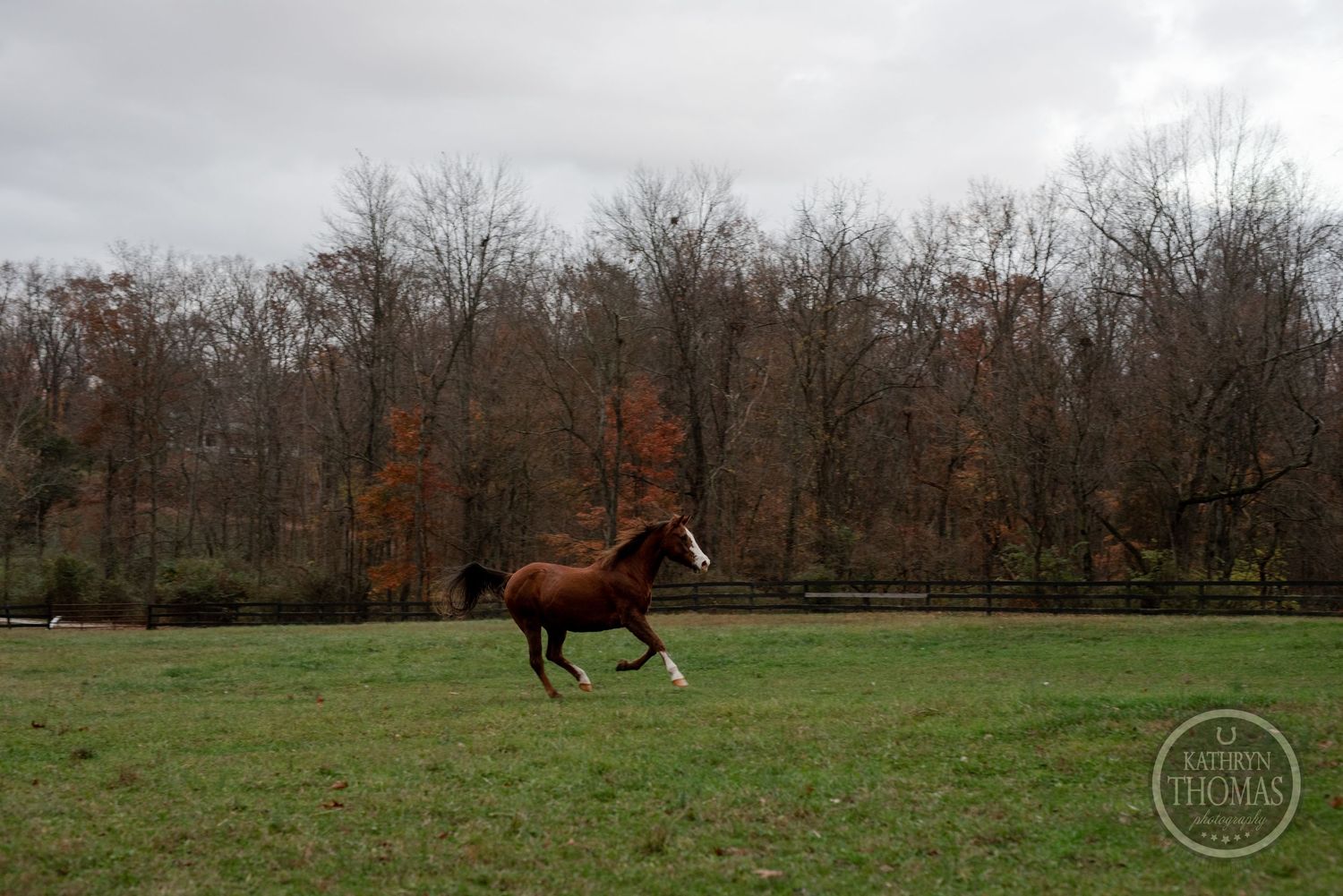 A chestnut horse gallops freely across a green field with autumn trees in the background.