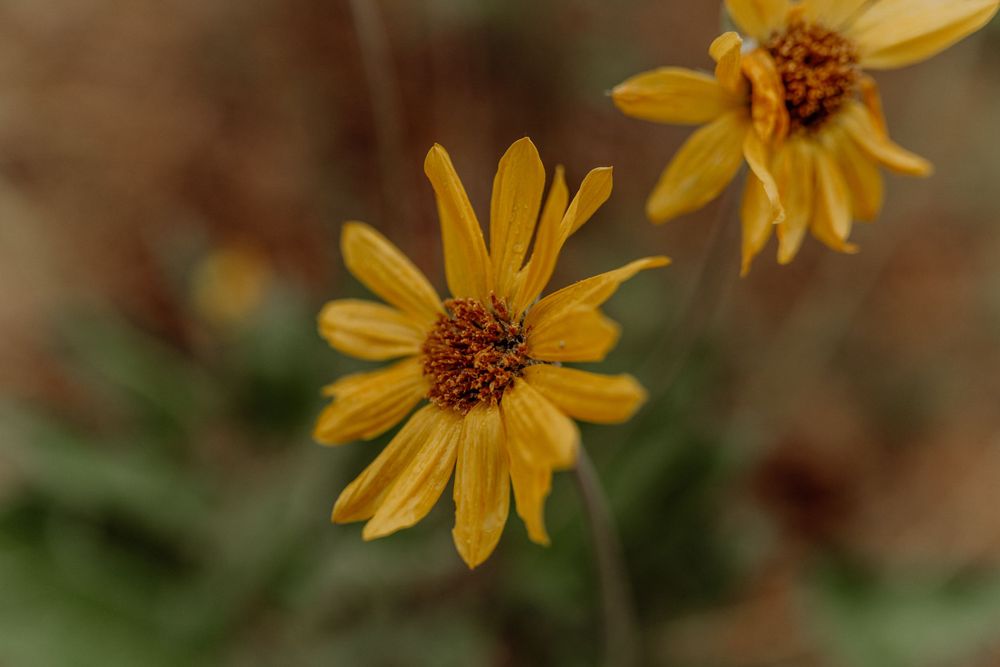 Vibrant yellow wildflowers with dark centers bloom against a softly blurred natural background.