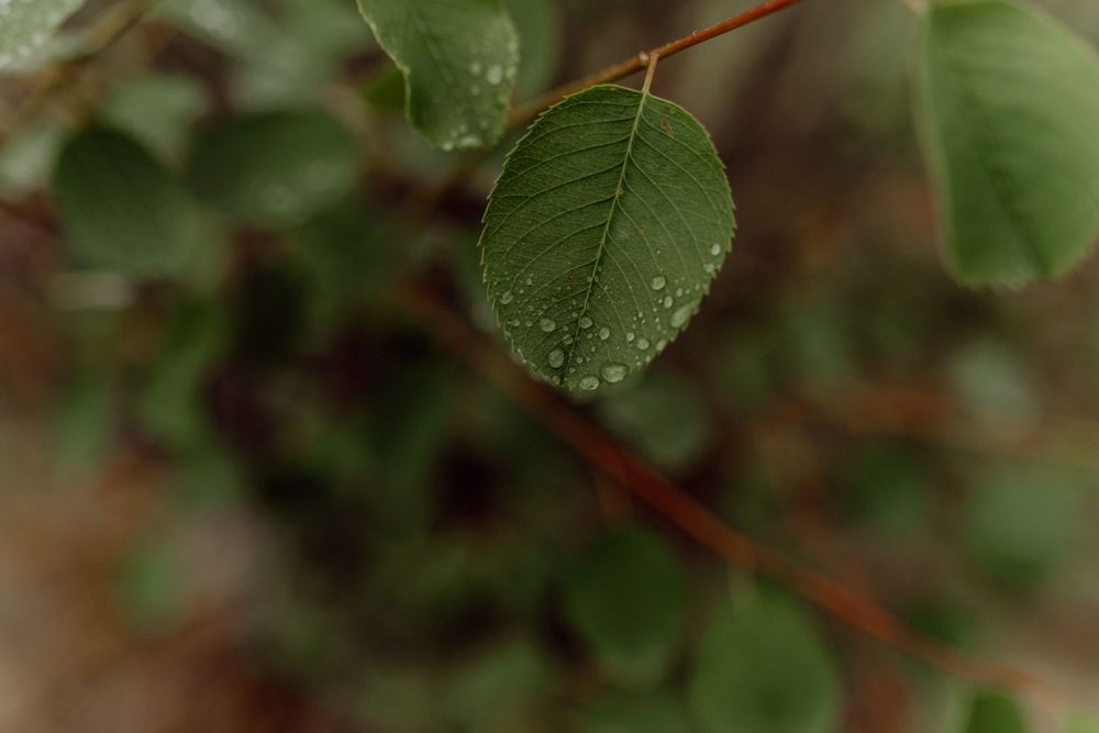 Green leaf with water droplets captured in intimate macro detail.
