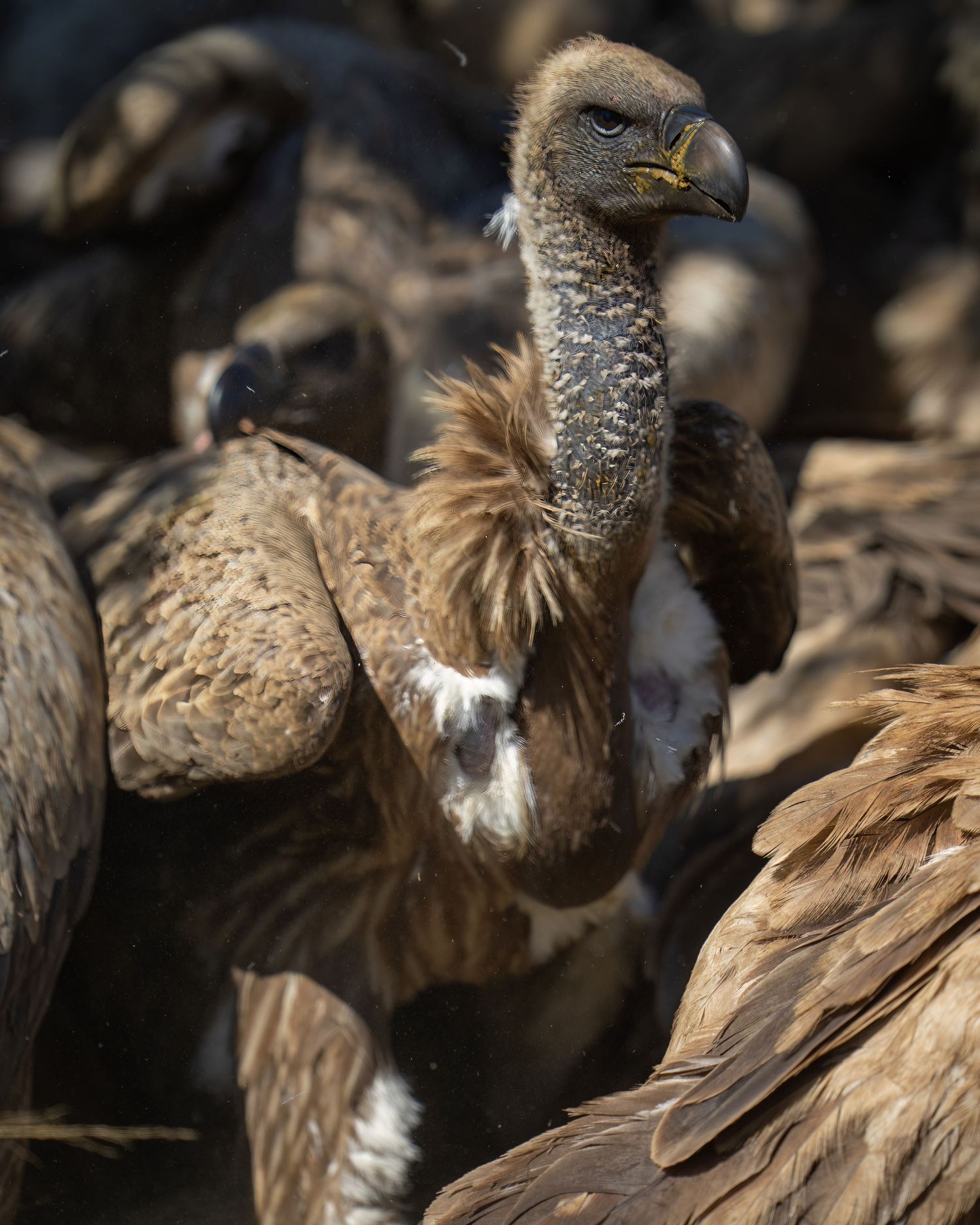 Group of vultures gather with ruffled feathers in dark shadows.