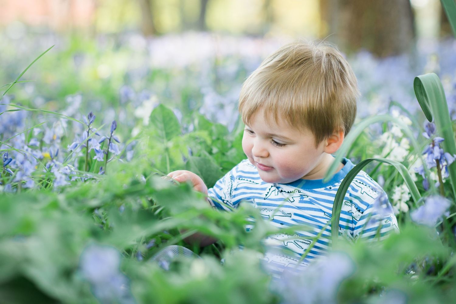 Little boy sitting among bluebells