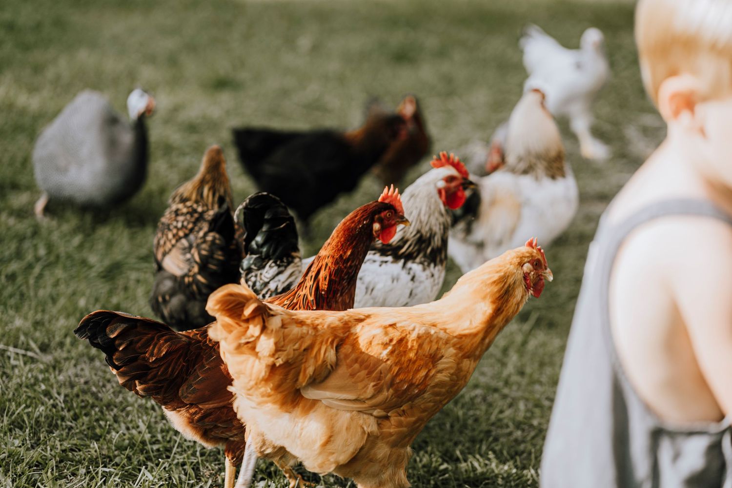Free range chickens of various colors foraging in green grass.