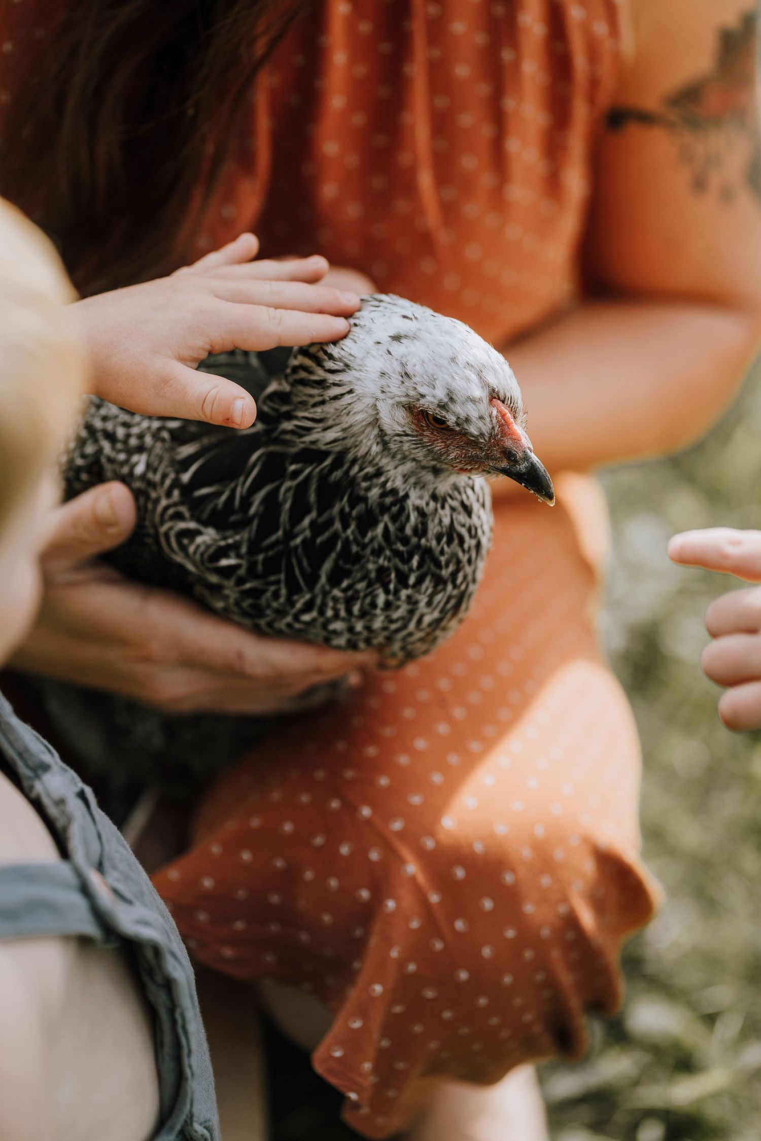 Person gently holding a speckled chicken while wearing a polka dot dress.